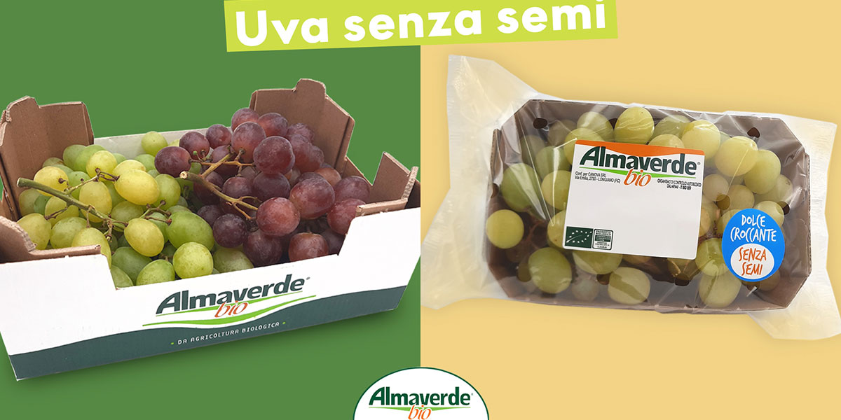 Negozio | Acquista Semi E Piantine Di Palma Rari. Spedizione In Tutto